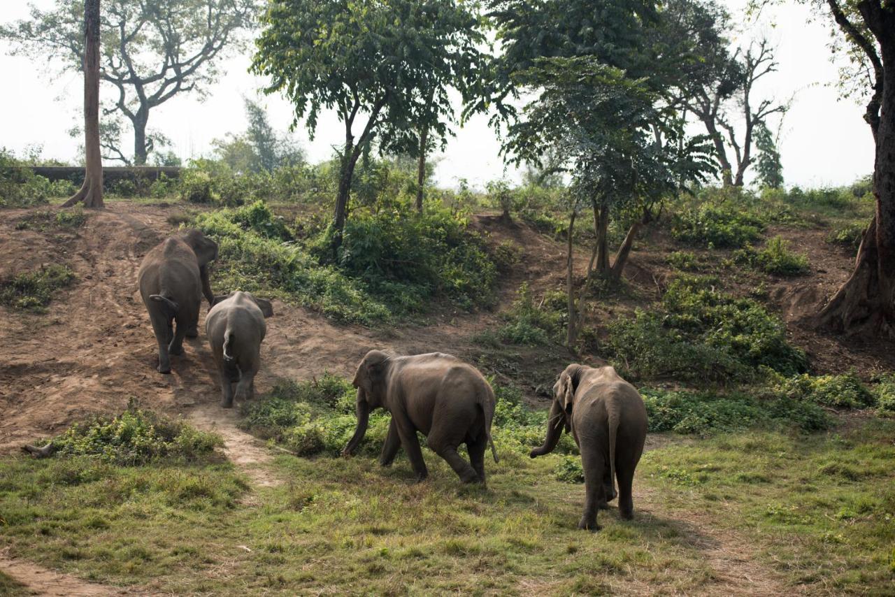 Tiger Tops Tharu Lodge&Elephant Camp Chitwan Eksteriør billede