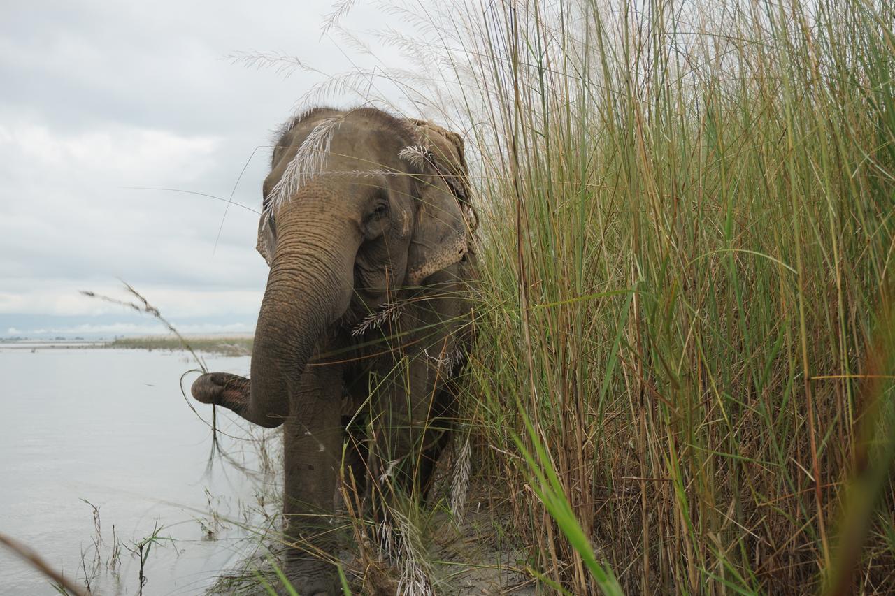 Tiger Tops Tharu Lodge&Elephant Camp Chitwan Eksteriør billede