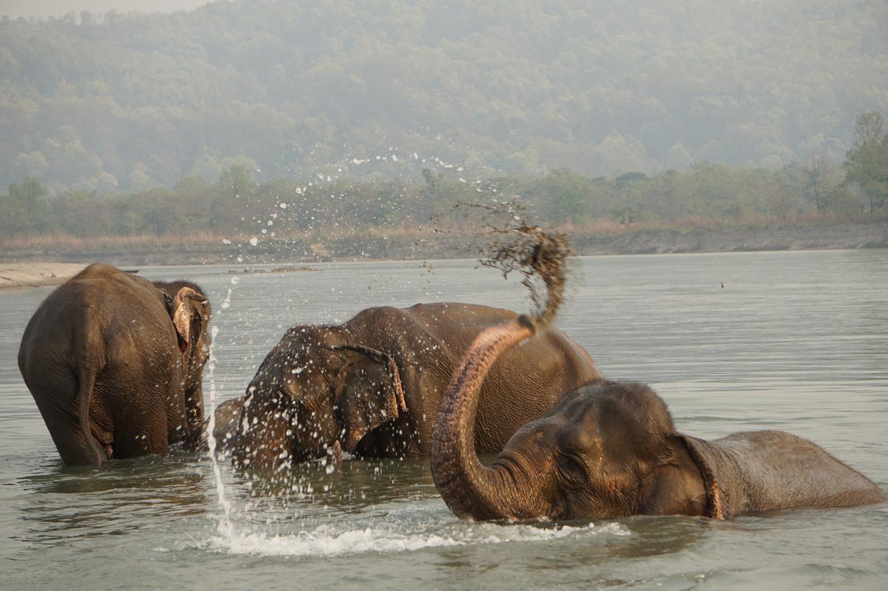 Tiger Tops Tharu Lodge&Elephant Camp Chitwan Eksteriør billede
