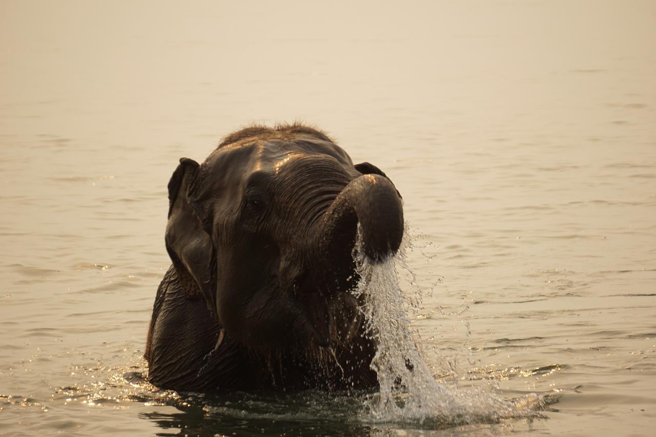 Tiger Tops Tharu Lodge&Elephant Camp Chitwan Eksteriør billede