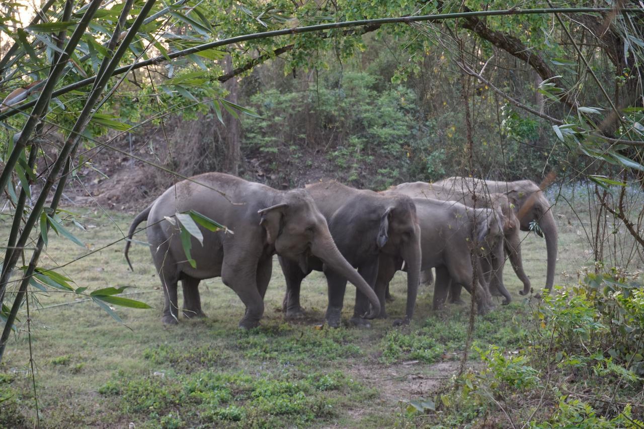 Tiger Tops Tharu Lodge&Elephant Camp Chitwan Eksteriør billede