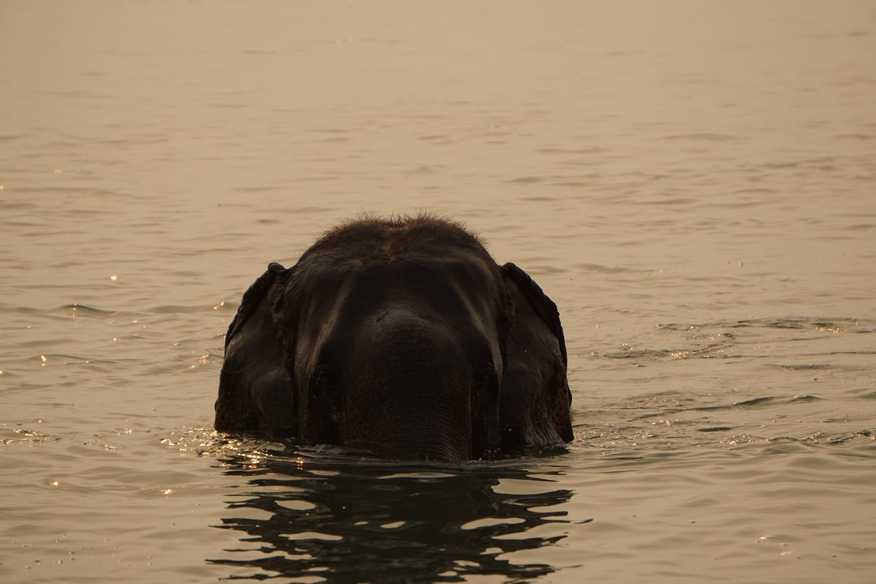Tiger Tops Tharu Lodge&Elephant Camp Chitwan Eksteriør billede