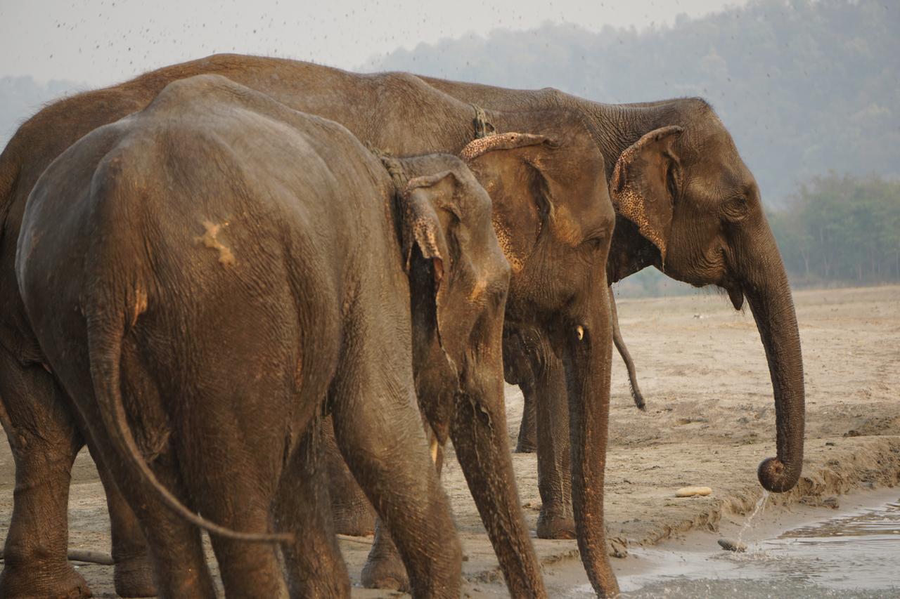 Tiger Tops Tharu Lodge&Elephant Camp Chitwan Eksteriør billede
