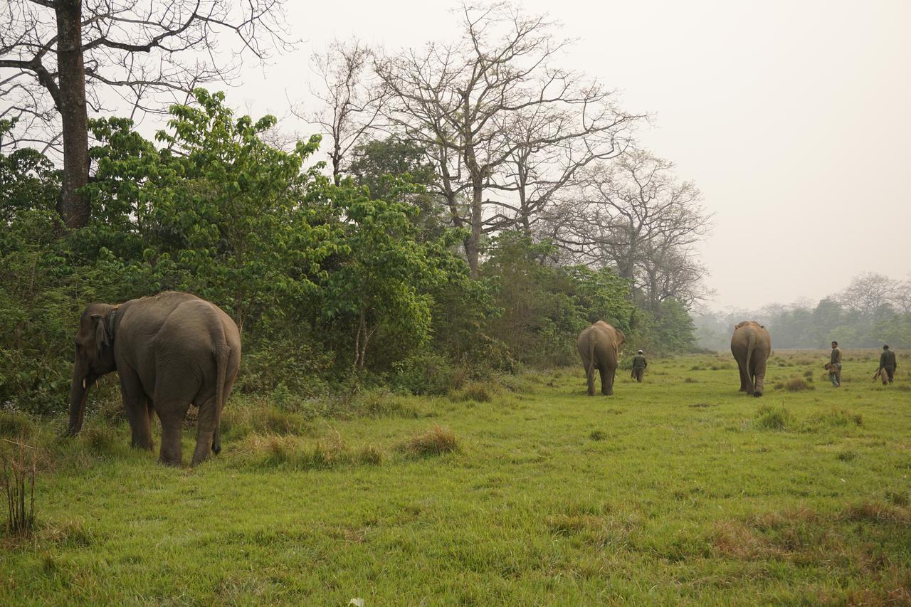 Tiger Tops Tharu Lodge&Elephant Camp Chitwan Eksteriør billede