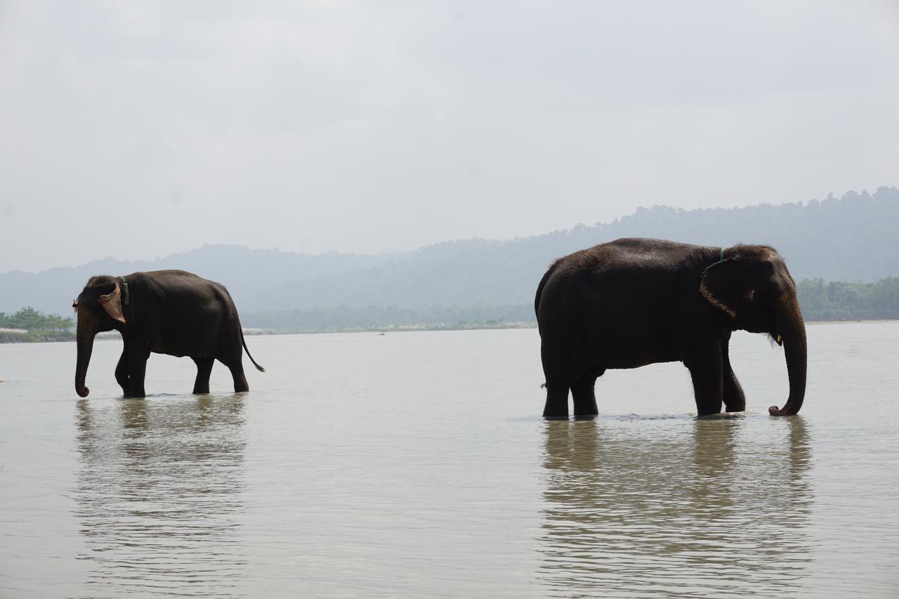 Tiger Tops Tharu Lodge&Elephant Camp Chitwan Eksteriør billede
