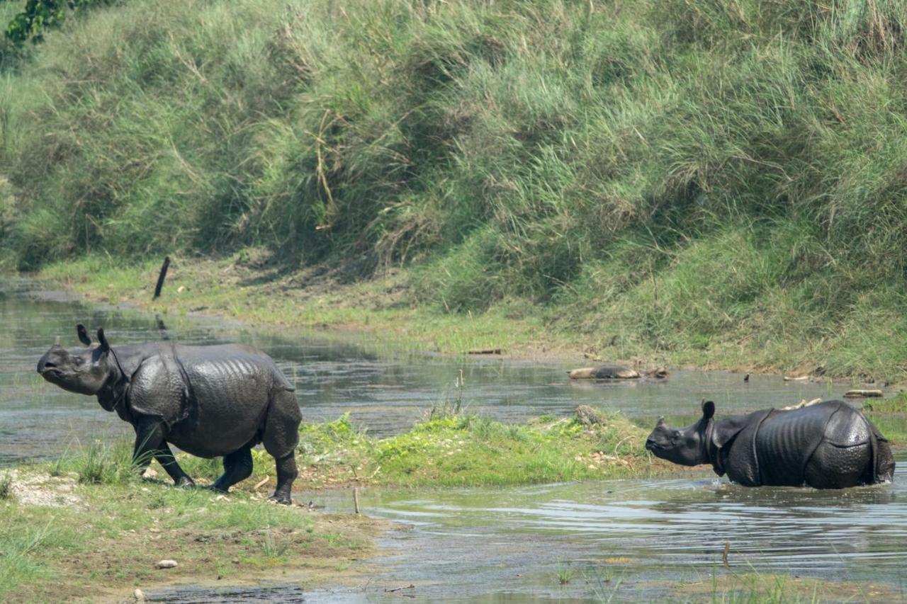 Tiger Tops Tharu Lodge&Elephant Camp Chitwan Eksteriør billede
