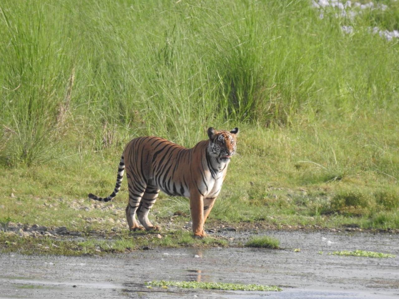 Tiger Tops Tharu Lodge&Elephant Camp Chitwan Eksteriør billede