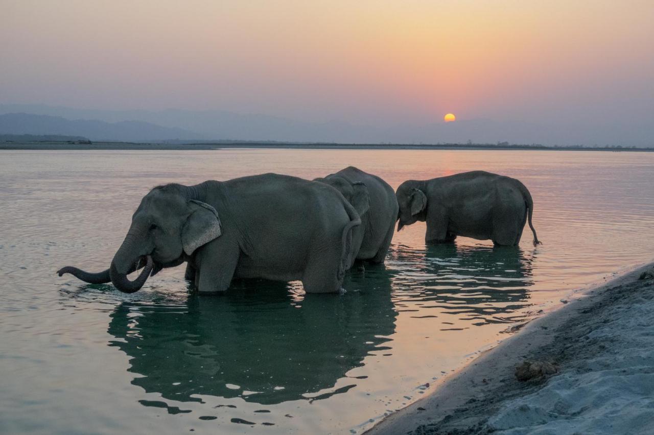 Tiger Tops Tharu Lodge&Elephant Camp Chitwan Eksteriør billede