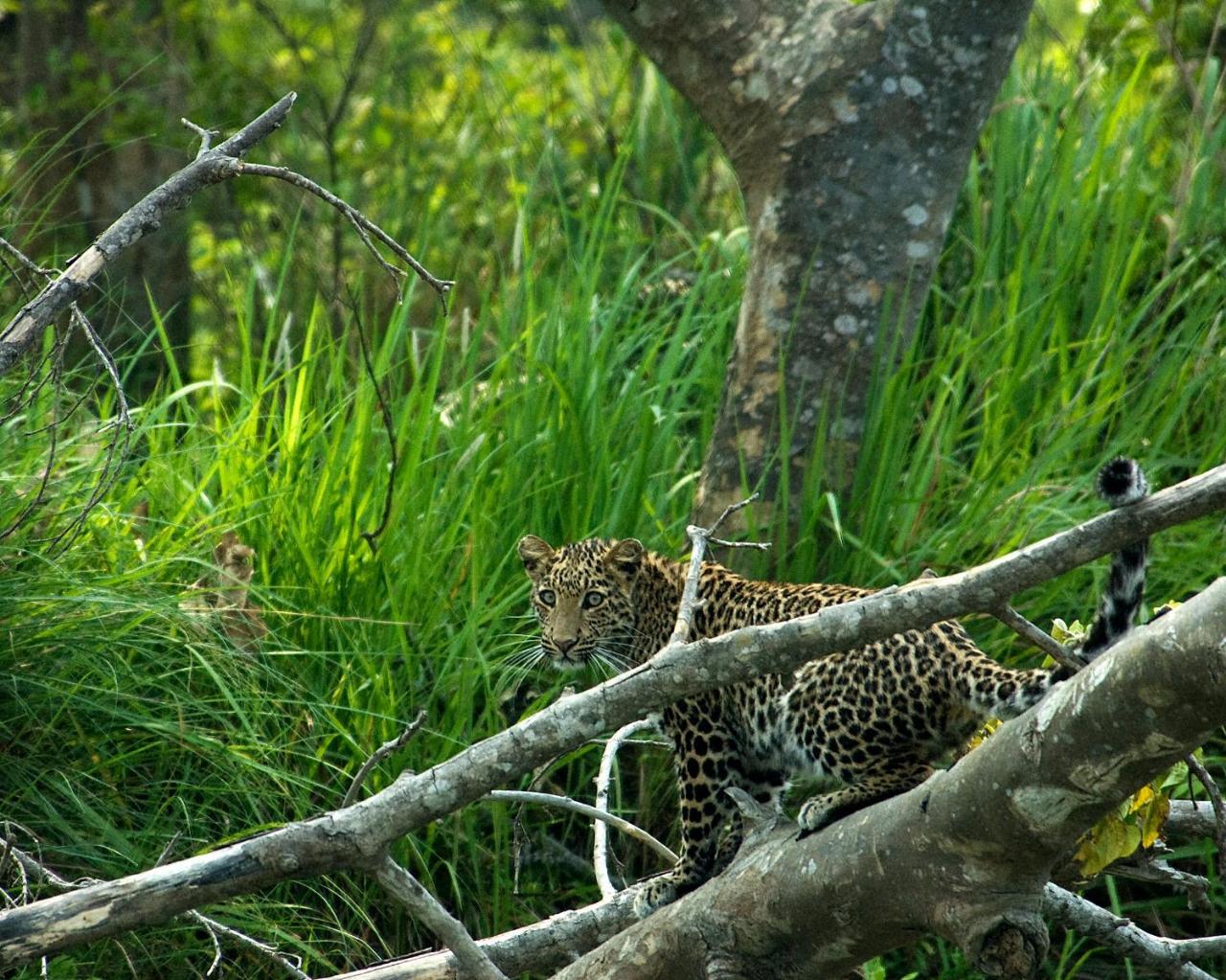 Tiger Tops Tharu Lodge&Elephant Camp Chitwan Eksteriør billede